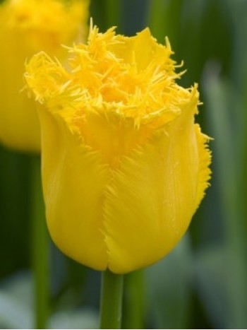  Лале (Tulipa 'Hamilton') PR925